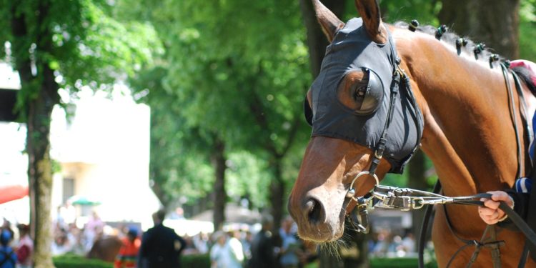 Il dopait les chevaux de course