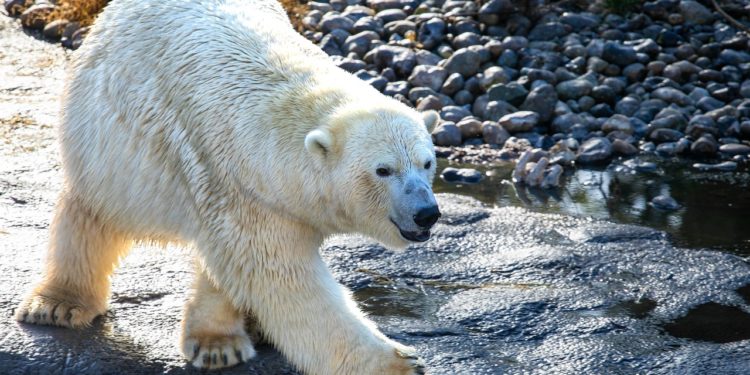 COP30 : la guerre à la désinformation climatique