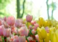 500 000 bulbes de tulipes plantés dans un parc