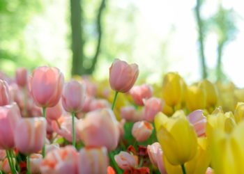500 000 bulbes de tulipes plantés dans un parc