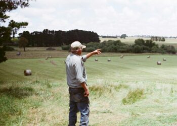 Dermatose nodulaire bovine, les Jeunes Agriculteurs des Hautes Pyrénées prônent une vaccination intégrale